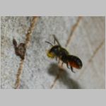 Osmia leiana - Mauerbiene 01c 9mm mit Harz fuer Trennwand- OS-Insektenhotel det.jpg